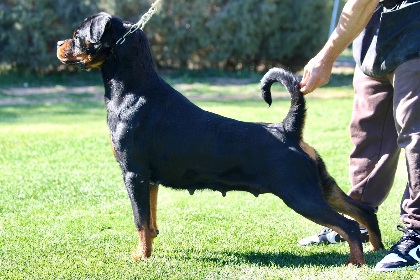 Lee más sobre el artículo Entrenamiento de Rottweilers: Consejos y Técnicas Efectivas