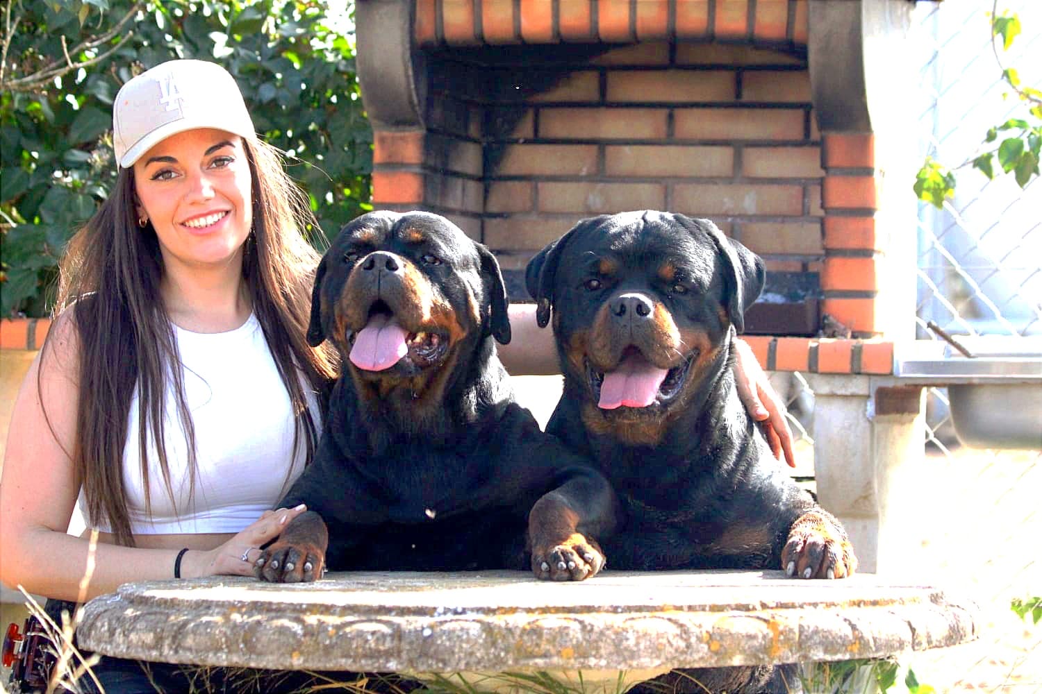Lee más sobre el artículo Guía Completa del Rottweiler: Características, Temperamento y Cuidados